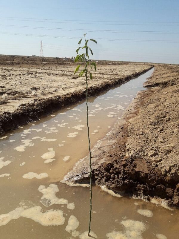 طرح درختکاری با رویکرد بیابان زدایی در خوزستان آغاز شد