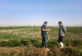 آغاز عملیات مساحی کشت تابستانه و سالیانه در شرکت آبیاری مارون 