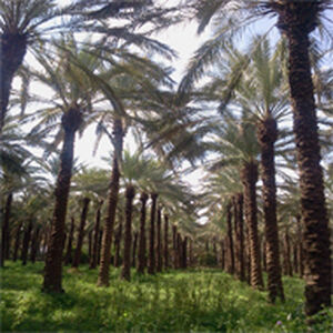 برگزاری دومین جلسه بررسی وضعیت تامین آب باغات و نخیلات در بهبهان
