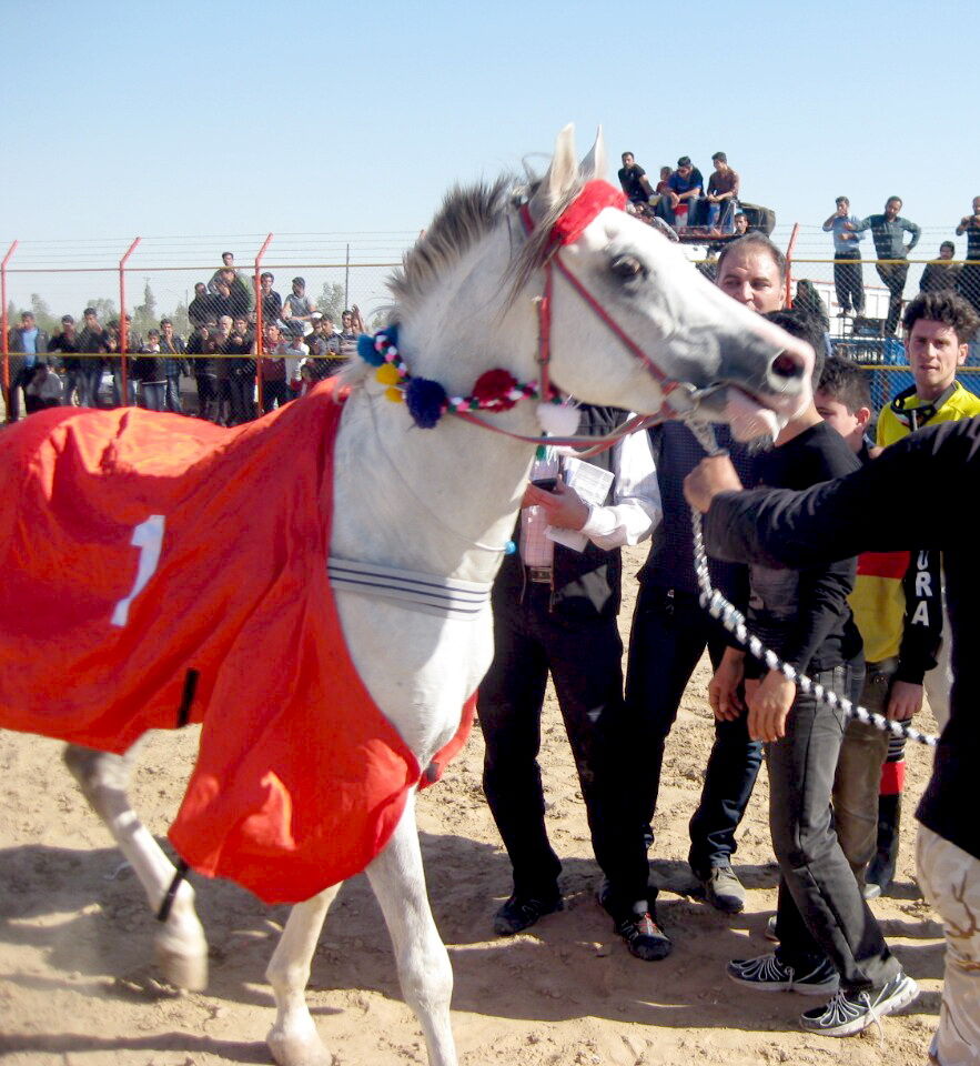 قهرمانی اسب همکارمان در مسابقات کشوری
