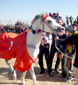 قهرمانی اسب همکارمان در مسابقات کشوری