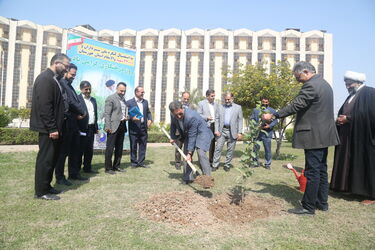 درخت کاری