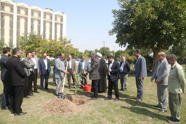 درخت کاری