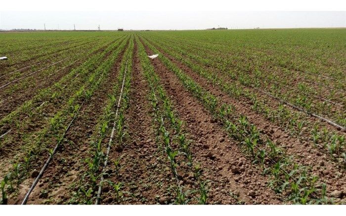 کشاورزان شمال خوزستان کشت پائیزه و زمستانه را با تاخیر آغاز کنند