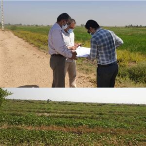 عملیات کنترل مساحی کشت‌های فصل تابستان ۱۴۰۰ در حوزه مرکزی شرکت آبیاری کرخه و شاوور انجام شد