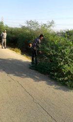 پاکسازی و هرس درختان جاده سرویس کانال انتقال آب جنوب شرق