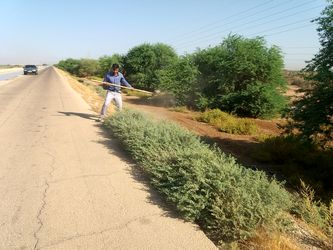 پاکسازی و هرس درختان جاده سرویس کانال انتقال آب جنوب شرق