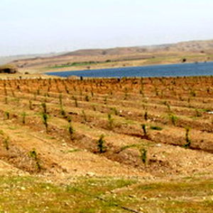 ۲۱۰۰ اصله نهال، اطراف سد تنظیمی انحرافی کرخه غرس شد