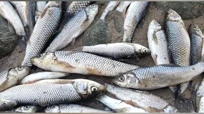 تکذیب خبر اتلاف گسترده آبزیان در رودخانه دز