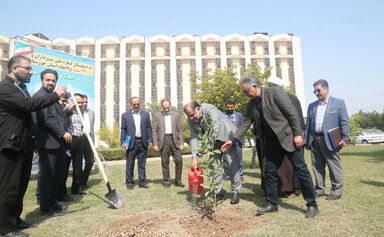 درخت کاری