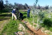کاشت یکهزار و 250 اصله نهال در شرکت بهره برداری از شبکه های آبیاری شمال خوزستان