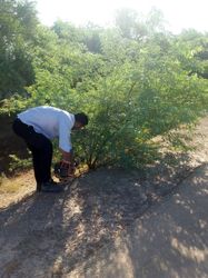 پاکسازی و هرس درختان جاده سرویس کانال انتقال آب جنوب شرق