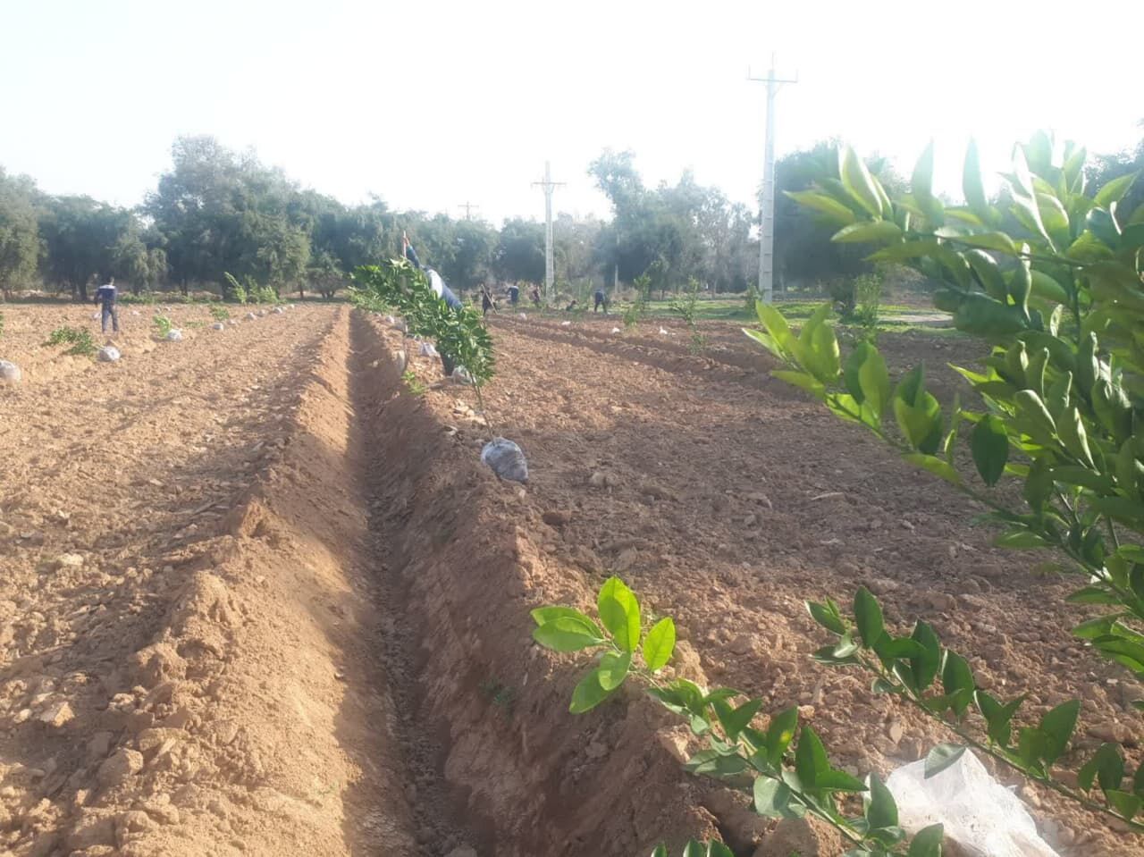 کاشت ۸۰۰ اصله نهال مرکبات در شرکت بهره برداری از شبکه های آبیاری شمال خوزستان بمناسبت روز درختکاری