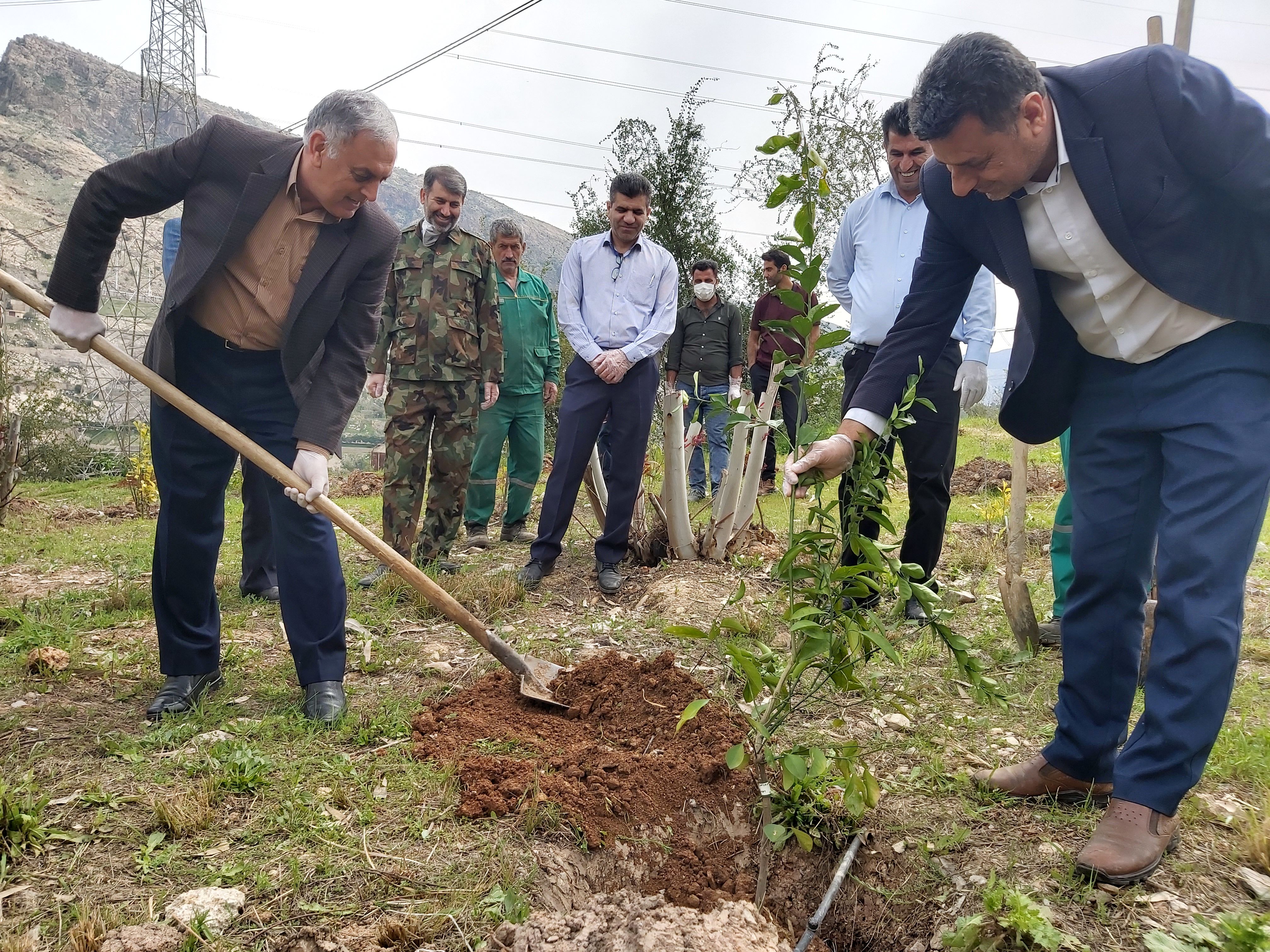  کاشت نهال مرکبات در سد و نیروگاه شهید عباسپور  