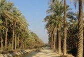 تأمین 143 میلیون متر مکعب آب نخیلات شادگان در تابستان امسال