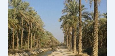 تأمین 143 میلیون متر مکعب آب نخیلات شادگان در تابستان امسال