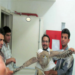 رها سازی یک بهله جغدبوف در آغوش طبیعت توسط کارکنان نیروگاه مارون